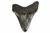 Fossil Megalodon Tooth - South Carolina #149394-1